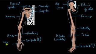 Appendicular skeleton  Locomotion and movement  Biology  Khan Academy [upl. by Beatrice]