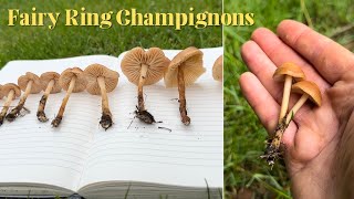 Wild Mushroom Identification Fairy Ring Champignons Marasmius oreades [upl. by Siravaj]