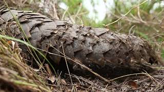 Incredible Pangolin Sighting [upl. by Lucier831]