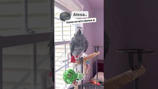 Alexa misses everything😝😝😝talkingparrot alexa dancing sillybird crazyparrot birds pets [upl. by Nickolas]