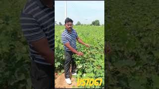 Best cotton seed US 7067 [upl. by Napier]