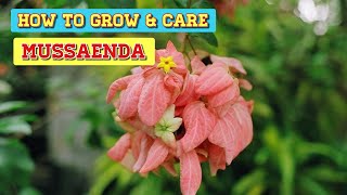 How to Grow Mussaenda Plant and Full Care Tips  Budget Gardening  Hindi [upl. by Ardnauq630]