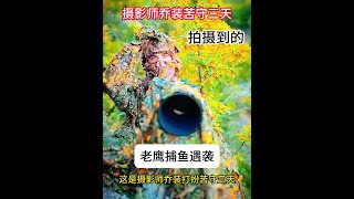 攝影師苦守三天拍攝到的，老鷹捕魚遇到鵜鶘襲擊的精彩鏡頭 野生動物零距離 動物世界 動物的迷惑行為 老鷹 鵜鶘 [upl. by Heinrike]