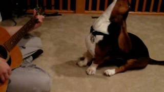 Gabby the Singing Basset Hound [upl. by Townie]