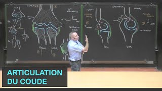 Anatomie de larticulation du coude Membre supérieur 8 [upl. by Nelyk614]