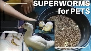 WE SELL BREED SUPERWORMS FOR PETS🐛🐛🐛 [upl. by Norod]