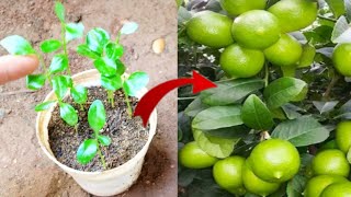 How to Grow Lemon Tree from seeds with Aloe Vera for beginners garden plant fruit avocado [upl. by Dietsche712]