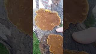 korean mulberry tree Phellinus linteus대한민국 뽕나무상황버섯 [upl. by Jaye]