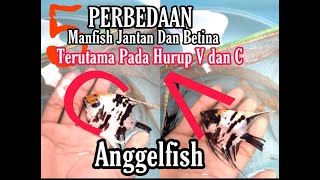 Cara Membedakan Ikan Manfish Jantan Dan Betina Pastikan Dari Bentuk Muka Hurup V dan C [upl. by Faso]