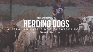 HERDING DOGS BORDER COLLIE VS AUSTRALIAN CATTLE DOG [upl. by Hnao]