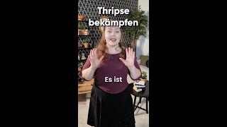 Thripsen Bekämpfung [upl. by Mahgem]