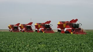 Beet Harvest XXL  4x GRIMME MAXTRON 620  selfpropelled Beet Harvesters [upl. by O'Callaghan]