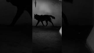 SCP023 Cão Negro [upl. by Ettennaej]