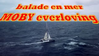 MOBY everloving balade en mer [upl. by Llezo822]