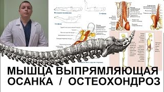 Мышца выпрямляющая Упражнения Исправить Осанку Боль в спине [upl. by Adirahs]