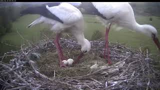 Storchennest Lindheim  Ein Ei musste entsorgt werden  29042024 [upl. by Acimaj231]