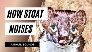 How Stoat Sounds  Animation [upl. by Prisca]