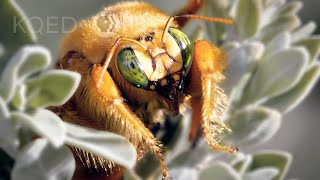 Stop Thief Carpenter Bees are Notorious Nectar Robbers  Deep Look [upl. by Elsinore]