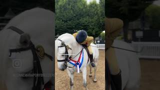 CONNEMARA RIDDEN CLASSES DUBLIN HORSE SHOW ‘23 connemara connemarapony ireland pony showing [upl. by Yrdnal]