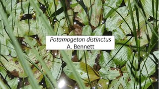 Potamogeton distinctusSochumMajor weed of rice crop [upl. by Ripley]