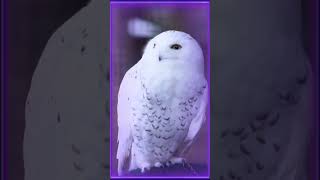 Chouetteharfang des neiges Owlsnowy owl [upl. by Einaffyt]