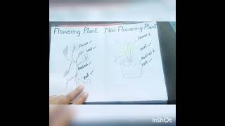 Draw Flowering and NonFlowering plants drawinginshortHaaMeem 4science [upl. by Akinuahs]