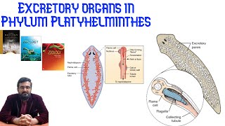 Animal Form amp Functions Lec8 P2 Osmoregulatory organs in PlanariaUrduHindi [upl. by Htiek103]