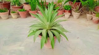 Repotting Of My Root Bound Agave Plant how to divide baby agave plant by roots division plants [upl. by Dunkin371]