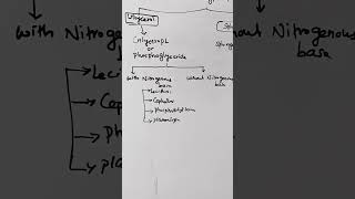 phospholipids lipids lecithin sphingomyelinlipidlipidmetabolism biochemistry shortsreels [upl. by Hillery]