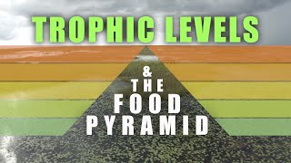 Trophic Levels and Food Pyramids [upl. by Airpal964]