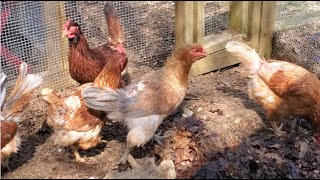 Chicken Mites and Coop Cleaning [upl. by Moulden]