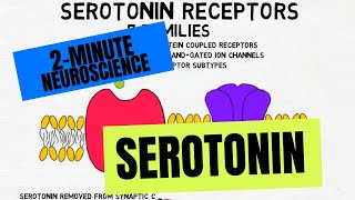 2Minute Neuroscience Serotonin [upl. by Seldun]