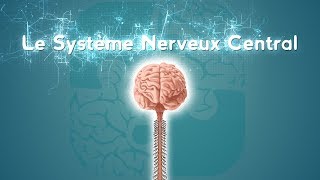 Neurolexique 2  Le Système Nerveux Central [upl. by Leirea343]