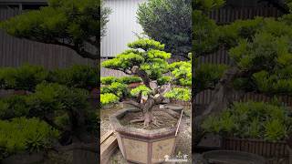 整理maintenancepruning for podocarpus Podocarpus 晶鑽羅漢松 [upl. by Mellins]