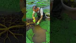 Beautiful Gorgan fishing fish bassfishing enjoy food nature breathtaking naturalbeauty [upl. by Ches]