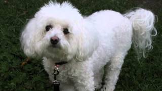 How to stop bichon frise barking Finally [upl. by Liagabba]