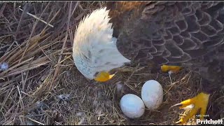 SWFL Eagles  Halfway To Hatch Day amp Night Incubation Switcheroos Taking Care of Eggs ♥ 112924 [upl. by Oeram]