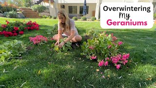 Overwintering My Geraniums Storing my potted geraniums and my bagged up geraniums 😀 [upl. by Idnod259]