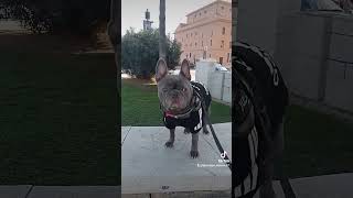 Bulldog francese a Barivecchia [upl. by Addi]