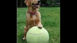 Dog and Ball funny dog videos [upl. by Llerrac]