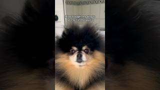 Funny Dogs Nail Trimming shorts short funny trending viralvideo animals dog shortvideo fun [upl. by Lezned480]