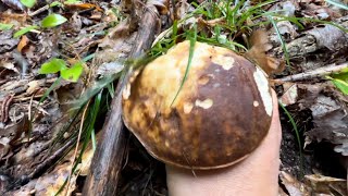 In Umbria alla ricerca di porcini e qualche ovulo [upl. by Itoyj634]