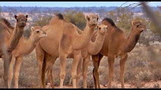 WILD CAMEL MANAGEMENT 1 culling hunting [upl. by Kilmarx585]