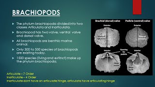 Brachiopods  Evolutionary Trend in Brachiopoda  Invertebrate Paleontology [upl. by Kermit]