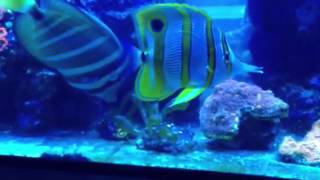 3 Red Sea tangs eating bubble algae off rocks [upl. by Robbins]