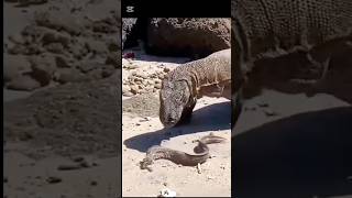 KOMODO VS BELUT wildlife komodo animals komodonationalpark reptiles komodotrip ntt nature [upl. by Niel119]