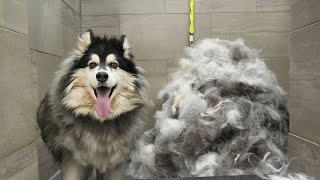 Husky dog EXTREME Grooming Makeover 6 Hour Transformation 😳 [upl. by Erdeid593]