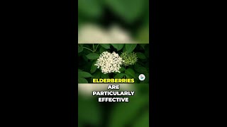 Discover the Incredible Health Benefits of Elderberry Syrup and Elderflower Tea shorts [upl. by Edvard]