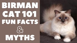 Birman Cats 101  Fun Facts amp Myths [upl. by Eimarej385]