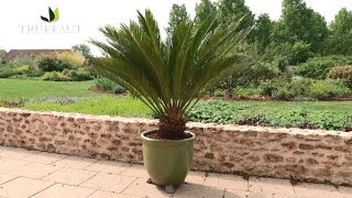 Cycas du Japon  plantation et entretien  Truffaut [upl. by Esilram158]